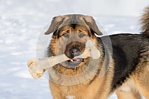 Dog and bone photo