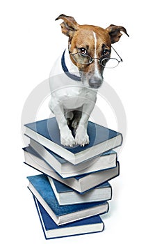 Dog on a book stack