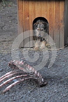 Dog in the booth and gnawed bone