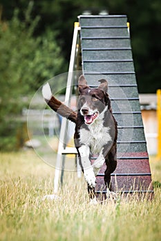 Dog Border Collie in agility balance beam.  Amazing day on czech agility competition. They are middle expert it means A2.