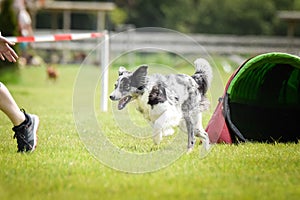 Dog Border collie in agility tunel. Amazing day on czech agility competition.