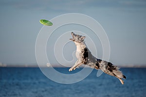 Dog border collie jump