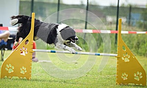 Dog Border collie jumps over the agility chicane.