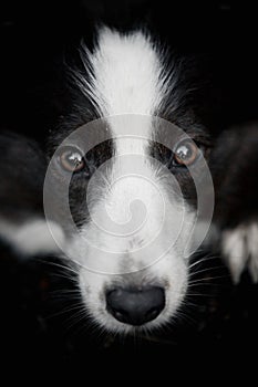 Dog border collie portrait and beautiful eyes