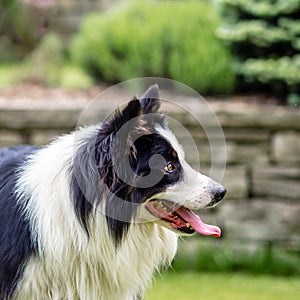 Dog, border collie, portrait of being happy