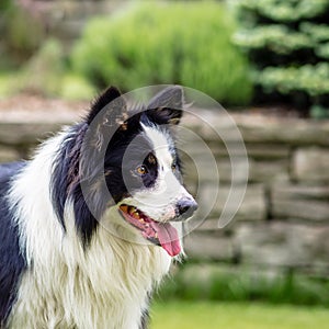 Dog, border collie, portrait of being happy