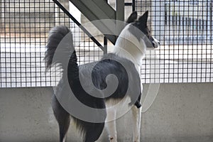 Dog Border Collie. Quarantined dog watches the street attentively but without movement in Brazil, South America