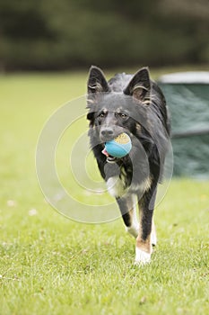 Dog, Border Collie, running