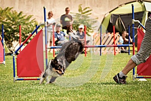 Dog border collie is running on agility competition