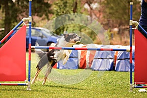 Dog border collie is running on agility competition