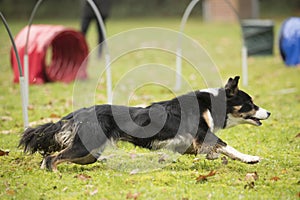 Dog, Border Collie, running in agility hooper competition