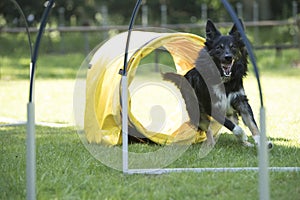 Dog, Border Collie, running agility hoopers