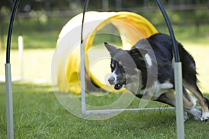 Dog, Border Collie, running agility hoopers