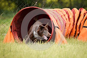 Dog border collie is running agility race.