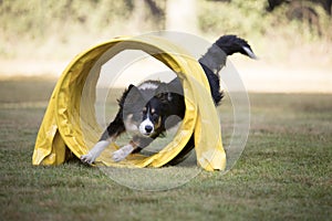 Dog, Border Collie, running through agility tunnel