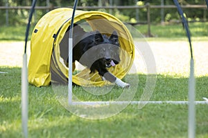 Dog, Border Collie, running through agility tunnel