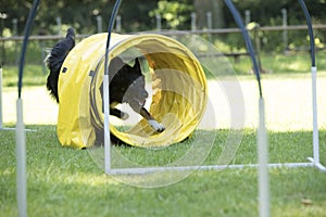 Dog, Border Collie, running through agility tunnel
