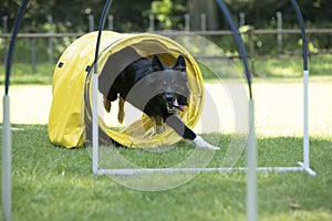 Dog, Border Collie, running through agility tunnel