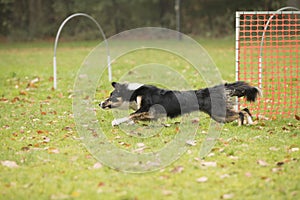 Dog, Border Collie, running in hooper competition