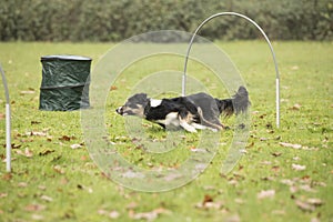 Dog, Border Collie, running in hooper competition