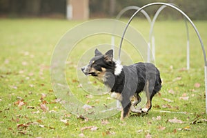 Dog, Border Collie, running in hooper competition