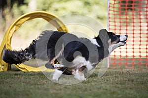 Dog, Border Collie, running in hooper competition