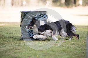 Dog, Border Collie, running in hooper training