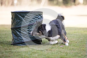 Dog, Border Collie, running in hooper training