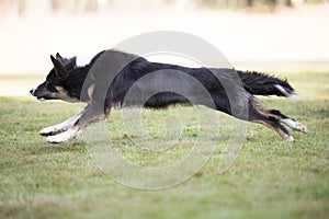 Dog, Border Collie, running, side view