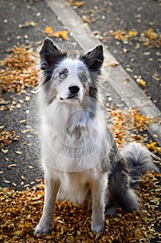 Dog border collie is standing on street.