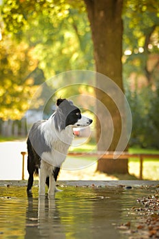 Dog border collie is standing in water.