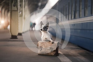 Dog Border collie at the station, meets. Travel with a pet,