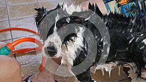 Dog Border Collie taking a shower with Mohawk style, Brazil, South America