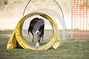 Dog, Border Collie, training hoopers