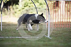 Dog, Border Colllie, training hoopers