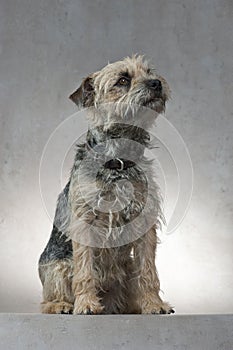 Dog, Border Terrier, sitting, looking up, studio shot, minimalist