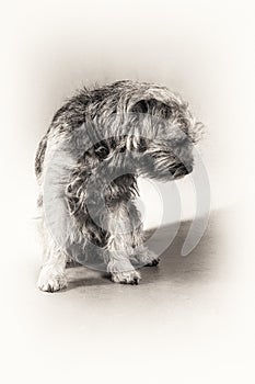 Dog, Border Terrier, Terrier, sitting, hairy, blac