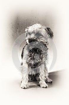 Dog, Border Terrier, Terrier, sitting, hairy, blac