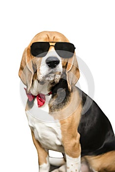 dog boss in black glasses and a cigar in his mouth