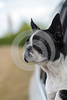 Dog - Boston Terrier - sticking his head out the car window