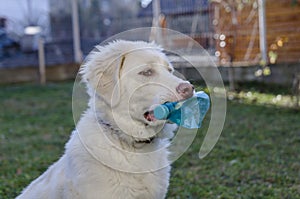 Dog with bottle