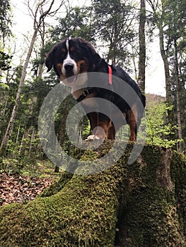 Dog Bouvier bernois. Suisse dog