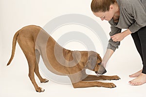 Dog in bow pose receiving reward