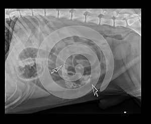 DOG BOWEL OBSTRUCTION X-RAY