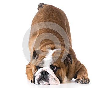 Dog bowing photo