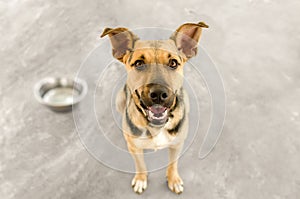 Dog and Bowl