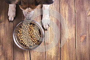 Dog and bowl of dry kibble food