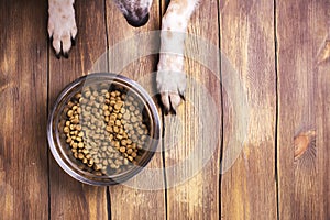 Dog and bowl of dry kibble food