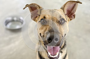 Dog and Bowl Hungry