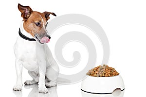 Dog bowl hungry meal eat